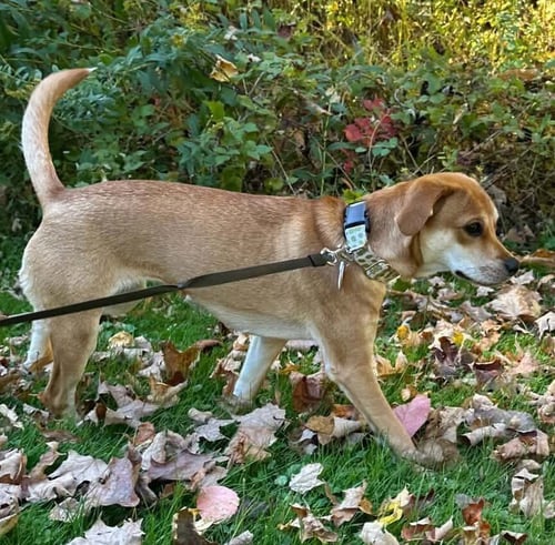 BELLA (AL) - Beagle available for adoption