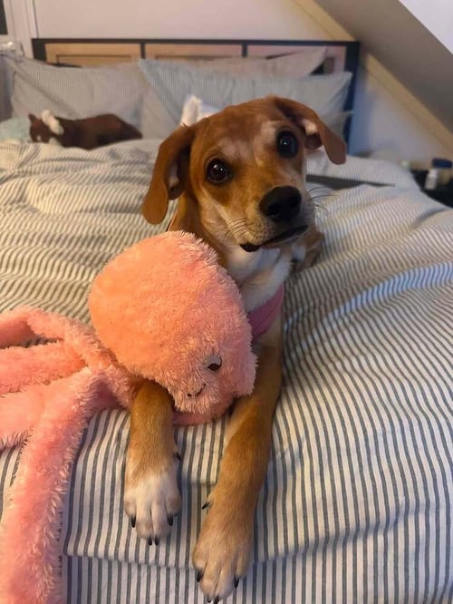 BELLA (AL) - Beagle available for adoption