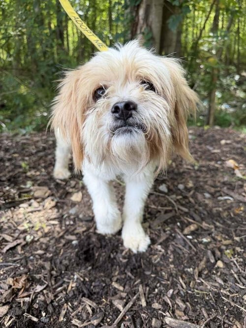 DUKE (GA) - Yorkshire Terrier Yorkie / Terrier for adoption in Newark