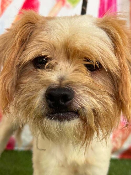 DUKE (GA) - Terrier available for adoption