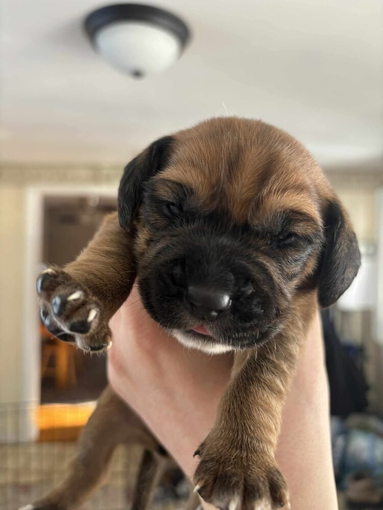 ABU (AL) - Beagle available for adoption