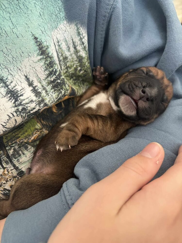 ABU (AL) - Beagle available for adoption