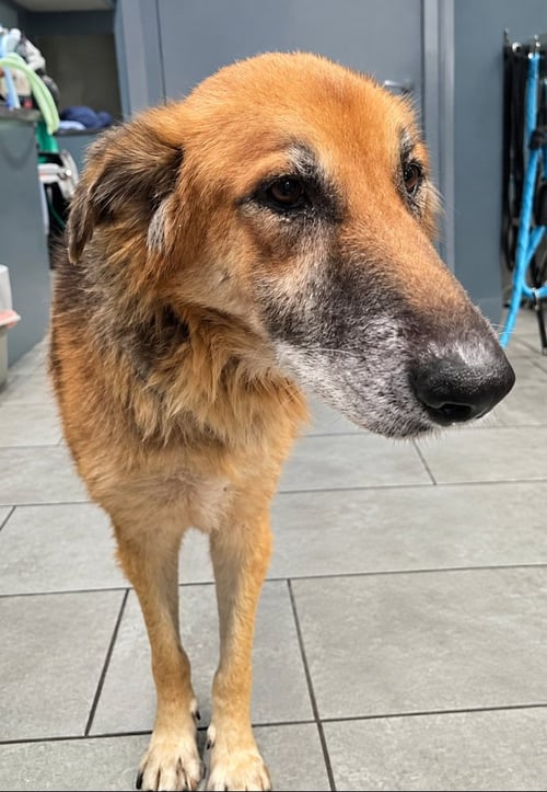 GARY (TX) - German Shepherd Dog available for adoption