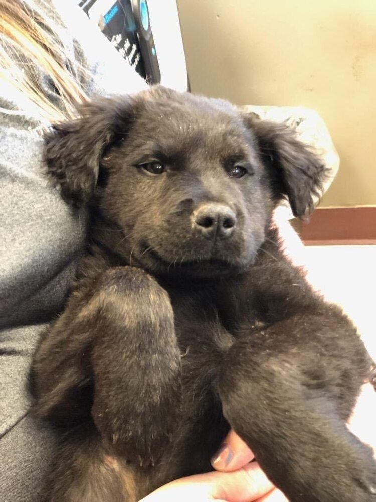 BEAR (GA) - Newfoundland Dog / Shepherd available for adoption