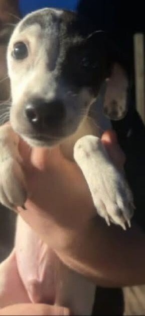 MILES (GA) - Chihuahua available for adoption