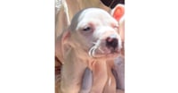 Cody (GA) - Photo 4