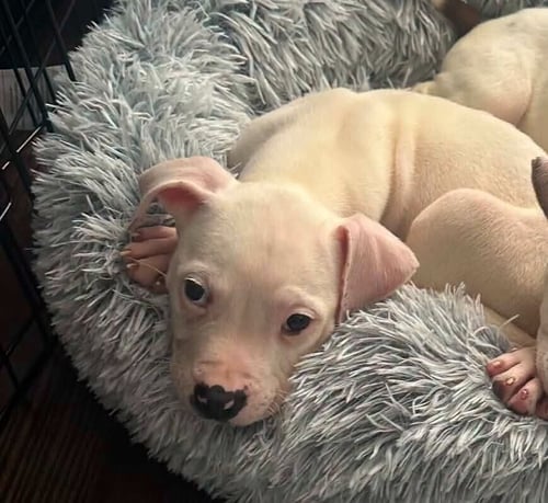 CODY (GA) - Pit Bull Terrier available for adoption