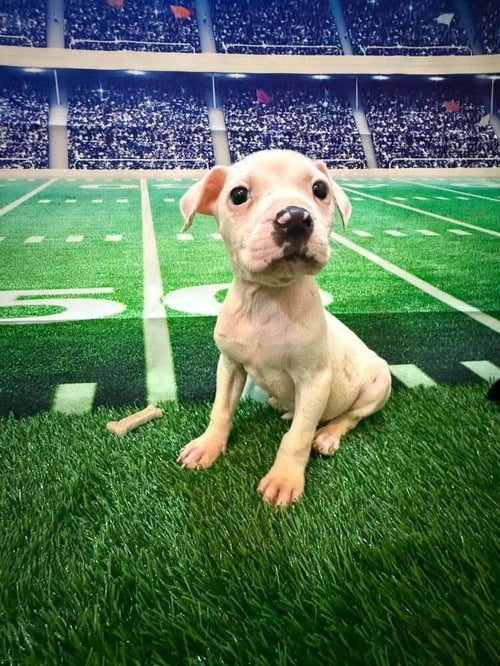 CODY (GA) - Pit Bull Terrier available for adoption