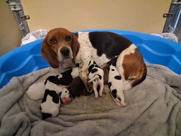 BELLE (AL) A/K/A ABIGAIL A/K/A ABBY - Beagle available for adoption