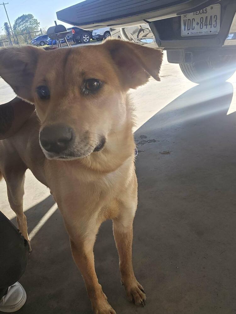 ROSIE (TX) - Labrador Retriever available for adoption