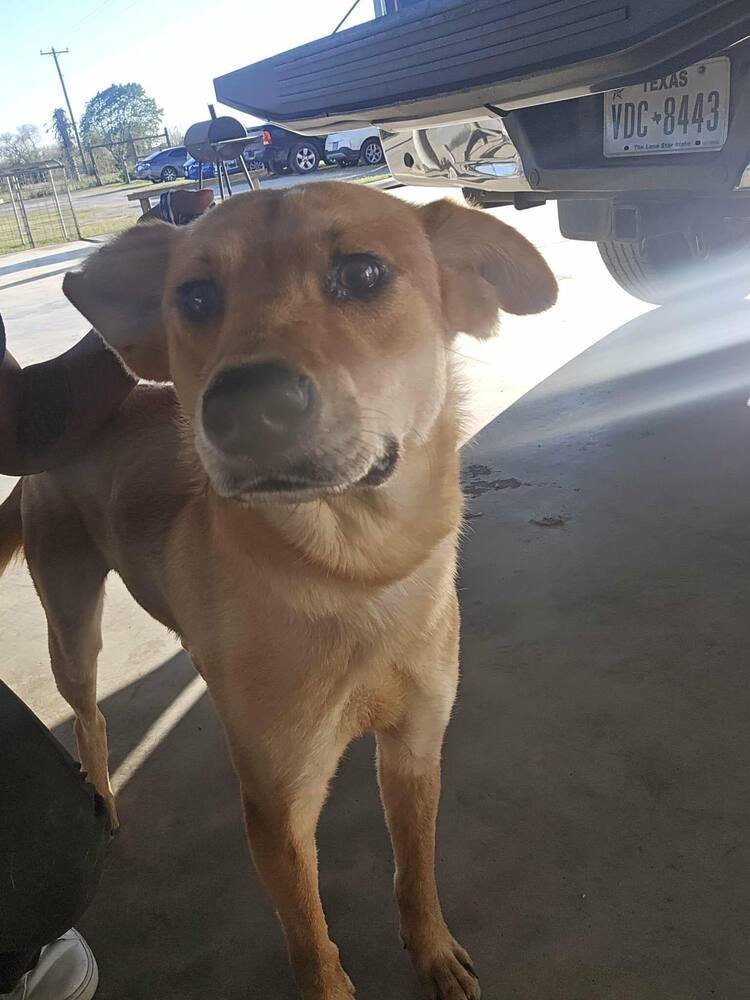 ROSIE (TX) - Labrador Retriever available for adoption