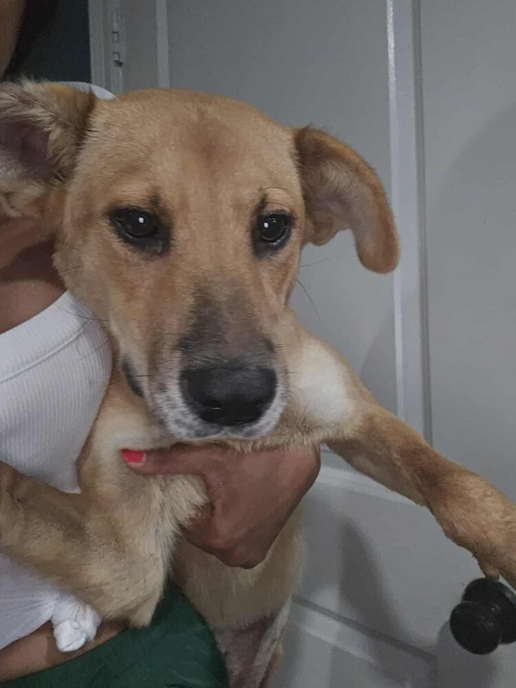 Rosie (TX) - Photo 4