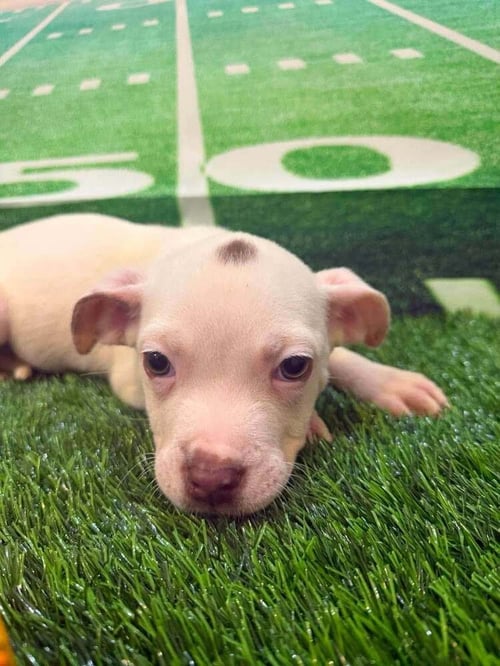 COURTNEY (GA) - Pit Bull Terrier available for adoption