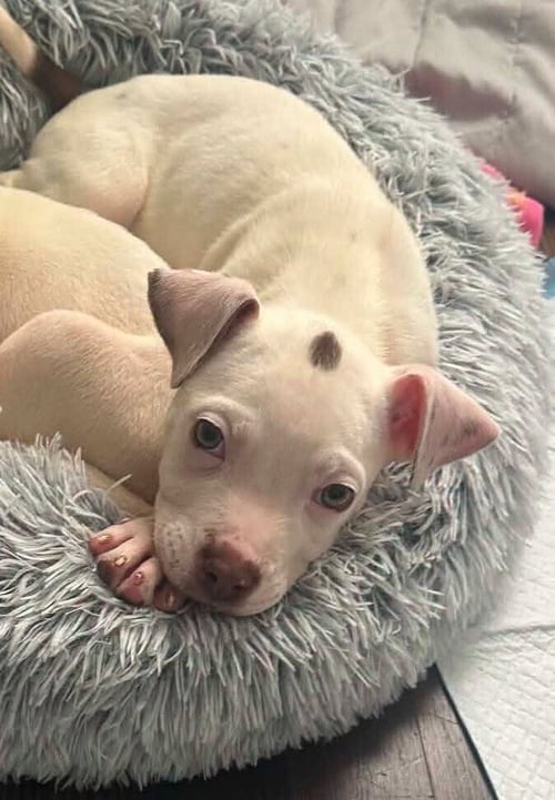 COURTNEY (GA) - Pit Bull Terrier available for adoption