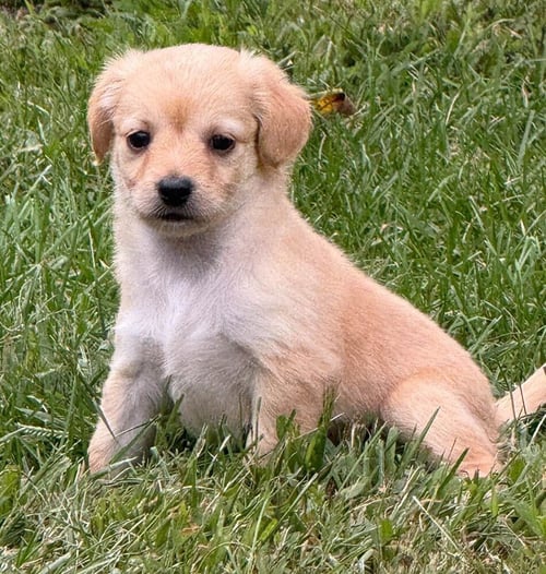 CARLIE (AL) - Chihuahua available for adoption
