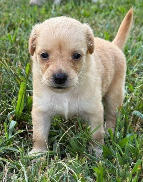CARLIE (AL) - Chihuahua available for adoption