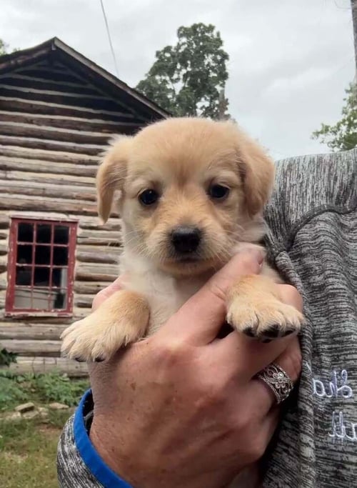 CARLIE (AL) - Chihuahua available for adoption