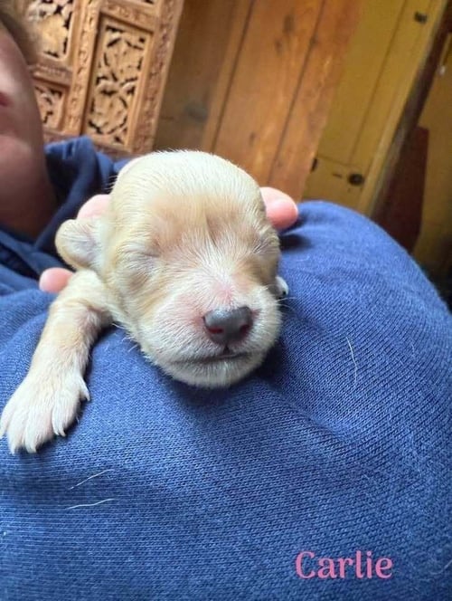 CARLIE (AL) - Chihuahua available for adoption