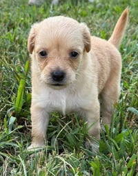 Carlie (AL) - Photo 3