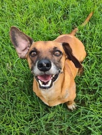 Scout (TX) - Photo 2