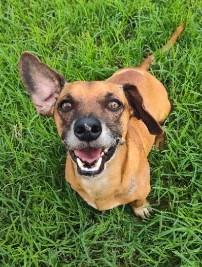 SCOUT (TX) - Dachshund available for adoption