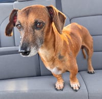 Scout (TX) - Photo 1