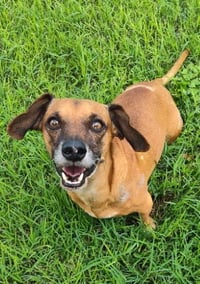 Scout (TX) - Photo 3