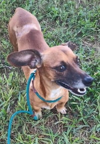 Scout (TX) - Photo 4