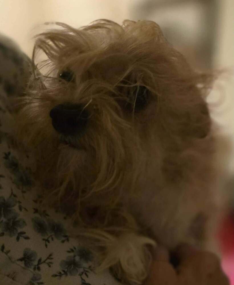 PEANUT (GA) - Yorkshire Terrier Yorkie / Chihuahua available for adoption