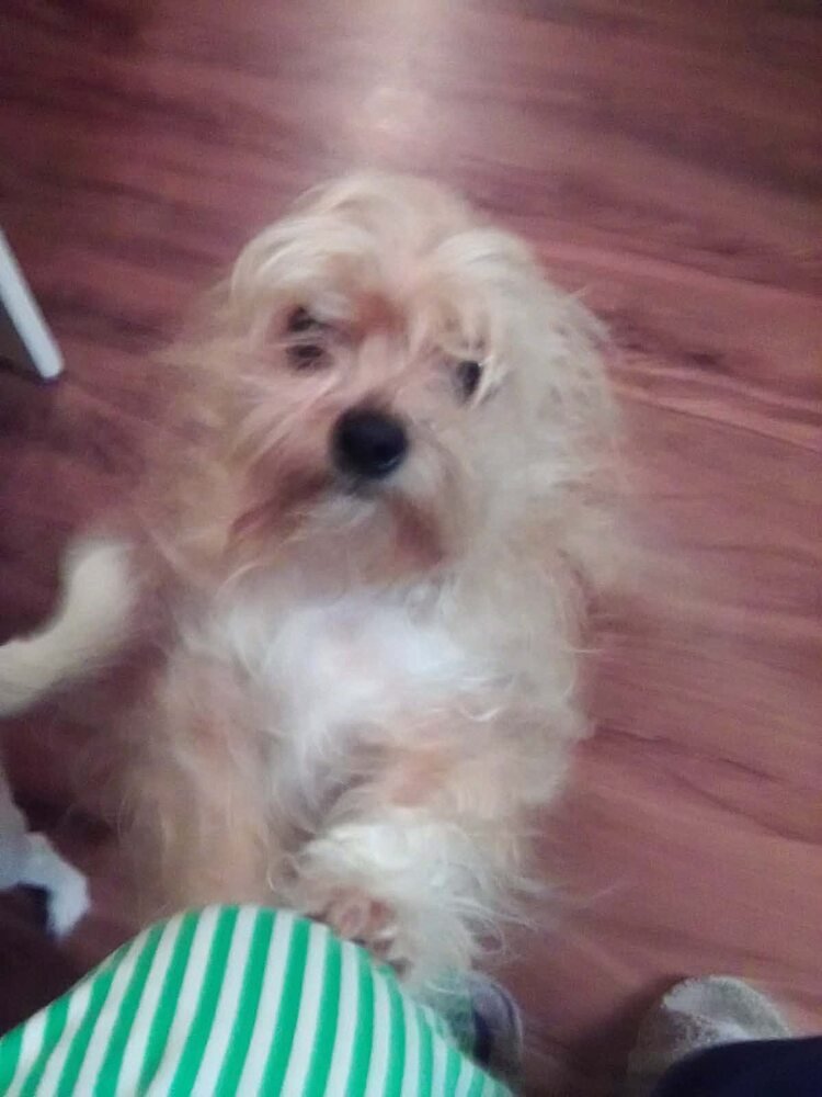 PEANUT (GA) - Yorkshire Terrier Yorkie / Chihuahua available for adoption