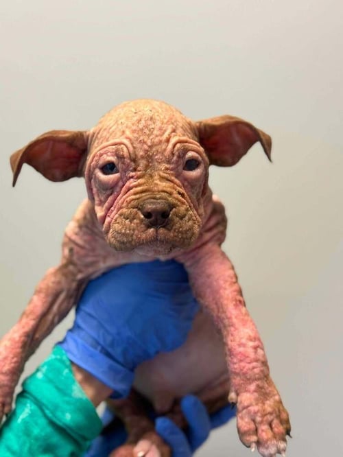 DUFFY (GA) - Pit Bull Terrier for adoption in Jersey City