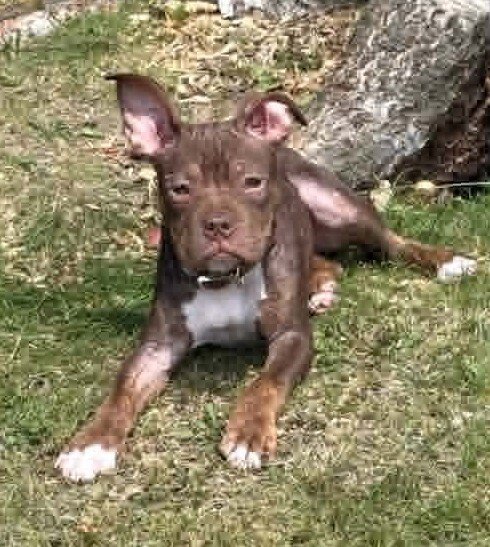 DUFFY (GA) - Pit Bull Terrier available for adoption