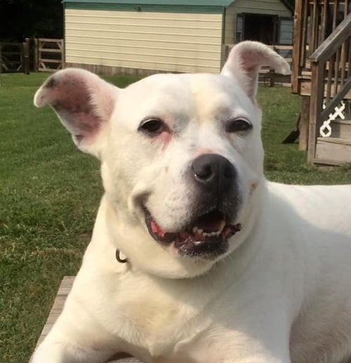 CLOUD - Boxer available for adoption