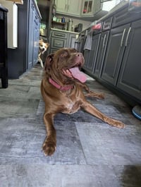 Sable (SC) - Photo 2