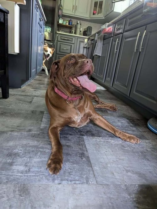 SABLE (SC) - Boxer available for adoption