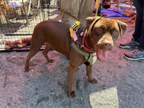 SABLE (SC) - Boxer available for adoption