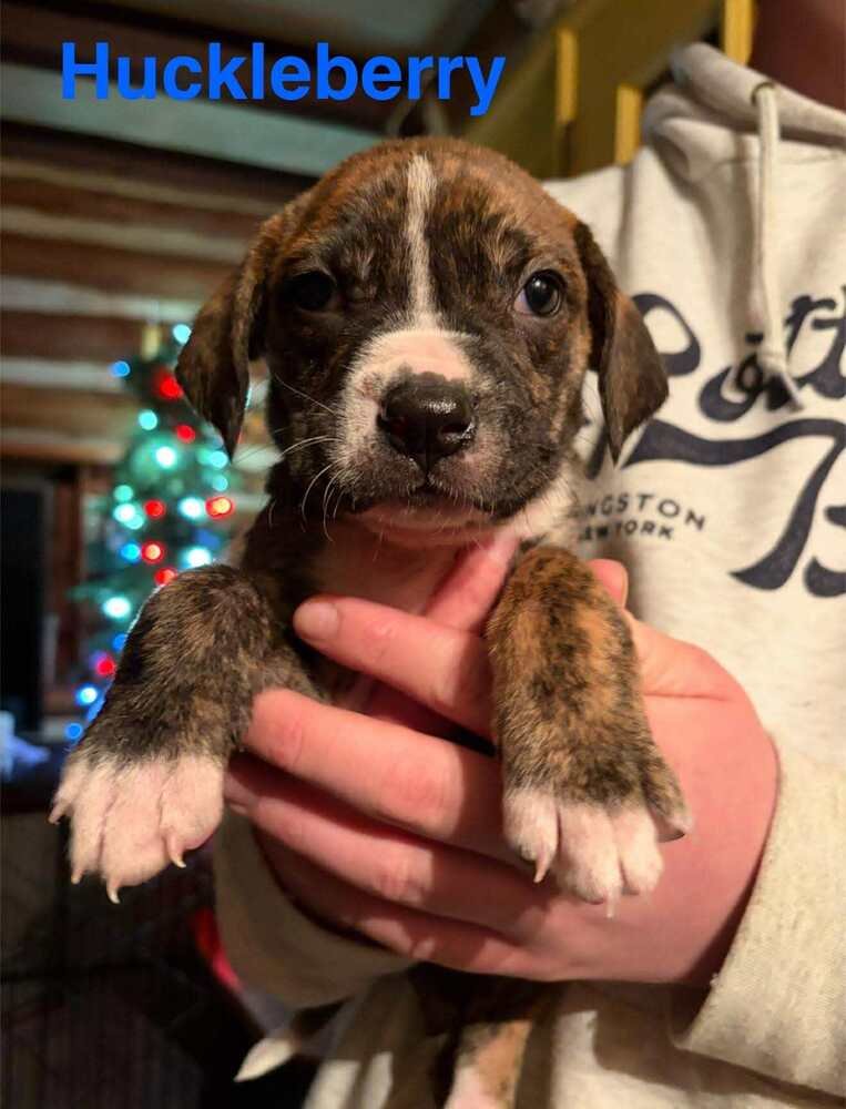 HUCKLEBERRY (AL) - Labrador Retriever / Boxer available for adoption