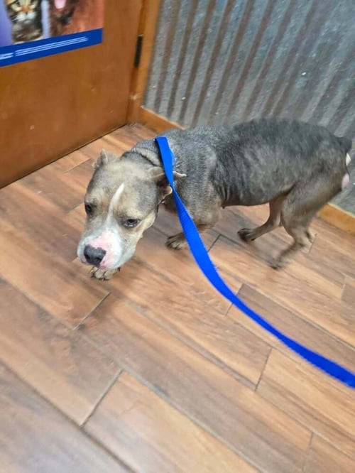 DARCY (TX) - Pit Bull Terrier available for adoption