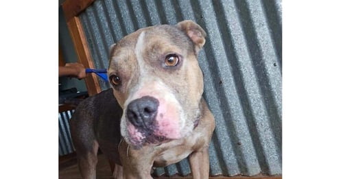 DARCY (TX) - Pit Bull Terrier available for adoption