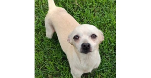 MOTI (TX) - Chihuahua available for adoption