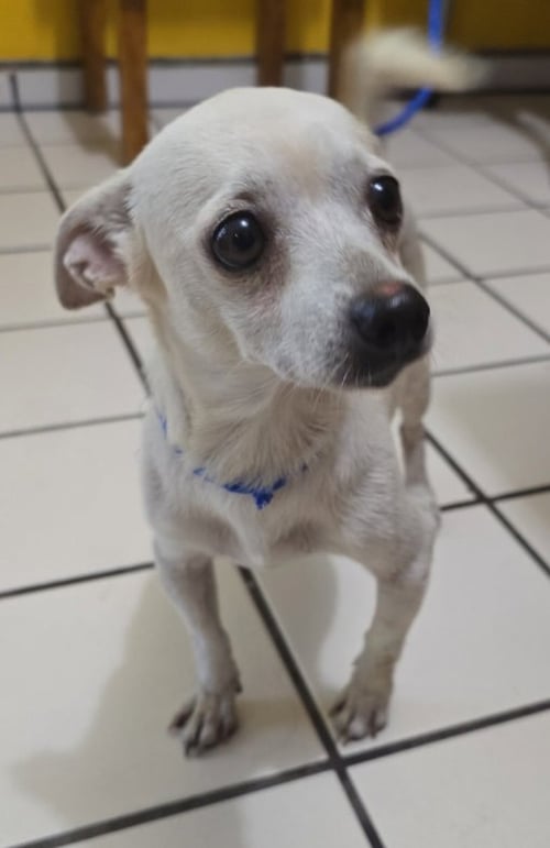 MOTI (TX) - Chihuahua available for adoption