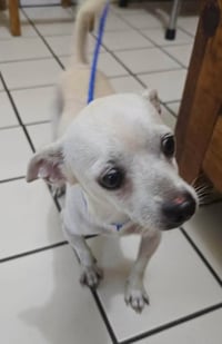 Moti (TX) - Photo 4