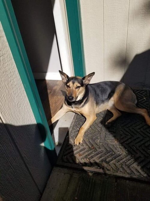 VIOLET (TX) - Shepherd available for adoption