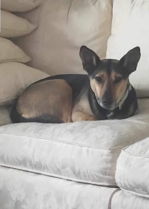 VIOLET (TX) - Shepherd available for adoption