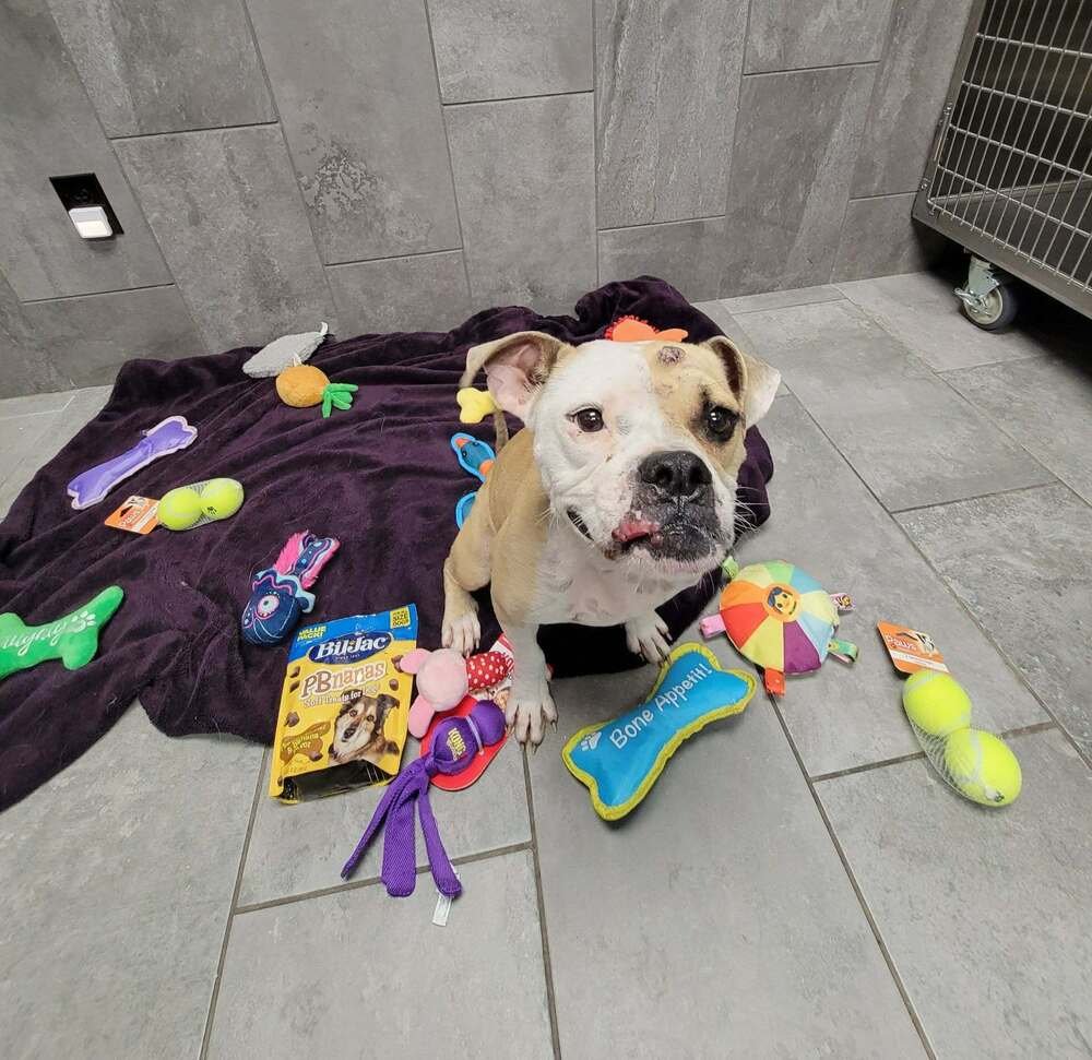 NINA (TX) - Bulldog available for adoption