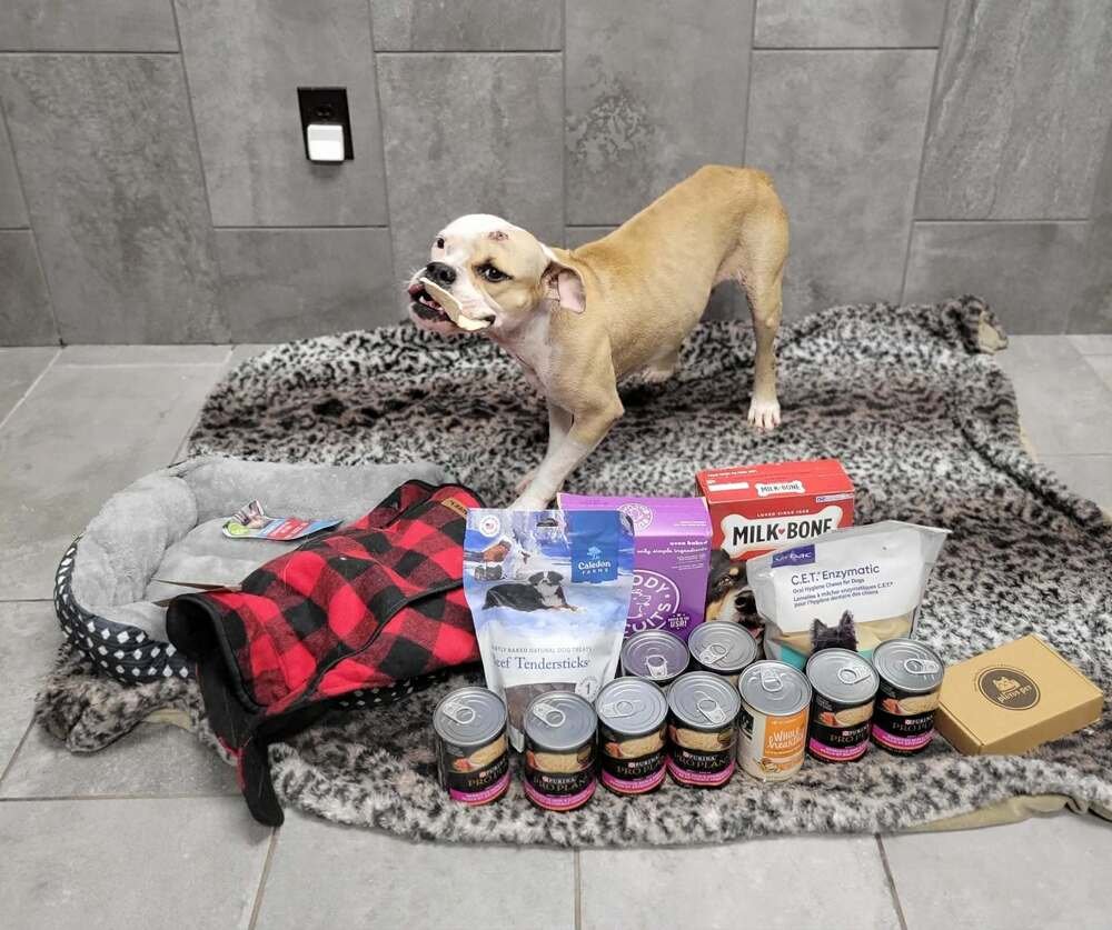 NINA (TX) - Bulldog available for adoption