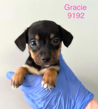 Gracie (AL) - Photo 1