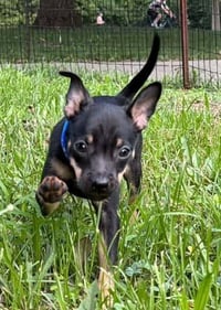 Toffee (AL) - Photo 3