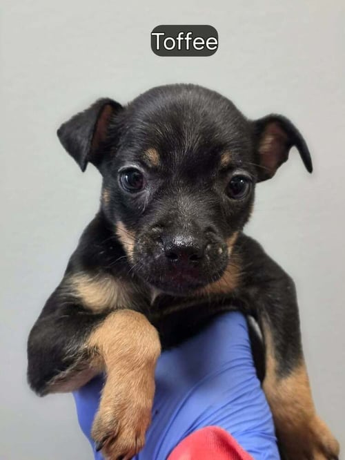 TOFFEE (AL) - Boston Terrier / Chihuahua available for adoption