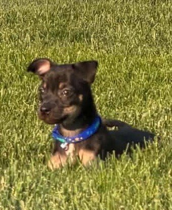 TOFFEE (AL) - Boston Terrier / Chihuahua available for adoption